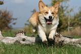 CORGI PEMBROKE 1017